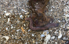 Cheilonereis peristomialis