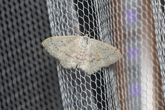 Scopula incanata