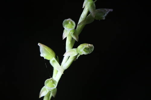 Image of Goodyera umbrosa by (c) Hugo Innes, some rights reserved (CC BY)