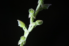 Goodyera umbrosa