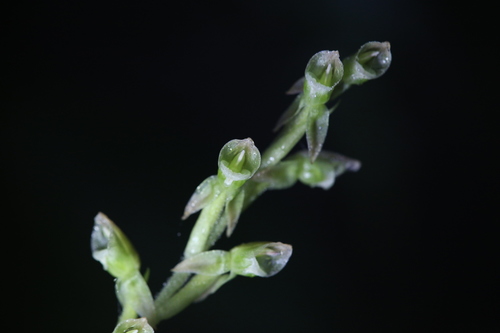 native jade orchid (Goodyera umbrosa)