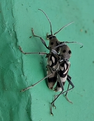 Chlorophorus macaumensis