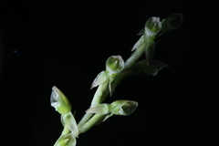 Goodyera umbrosa