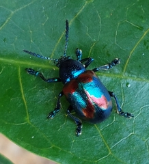 Platycorynus undatus