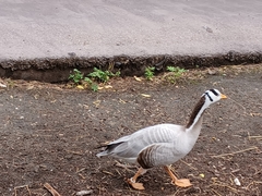 Anser indicus
