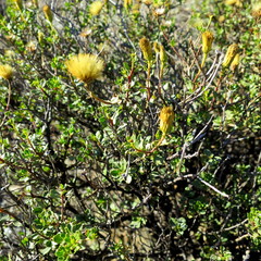 Pegolettia baccaridifolia