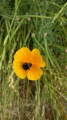 Bombus