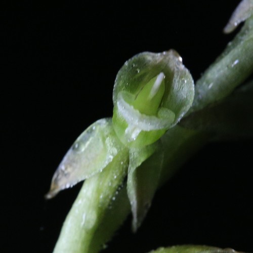 Image of Goodyera umbrosa by (c) Hugo Innes, some rights reserved (CC BY)