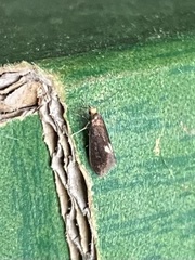 Psychoides filicivora