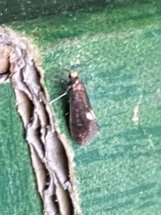 Psychoides filicivora