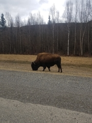 Bison bison athabascae