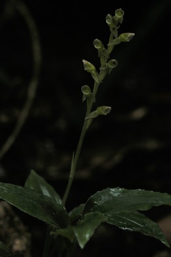 Image of Goodyera umbrosa by (c) Hugo Innes, some rights reserved (CC BY)