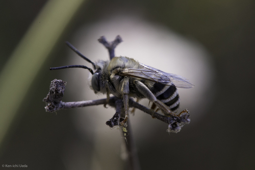 Urbane Digger Bee photo 4