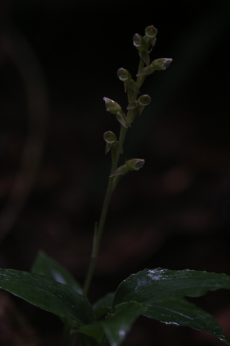 Image of Goodyera umbrosa by (c) Hugo Innes, some rights reserved (CC BY)