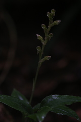 Goodyera umbrosa
