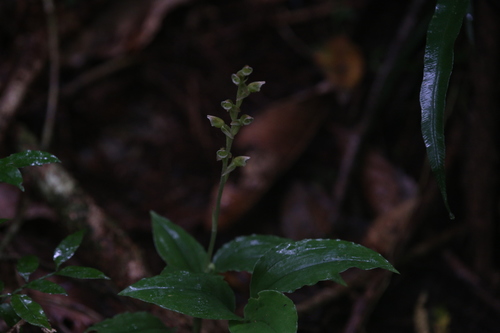 Image of Goodyera umbrosa by (c) Hugo Innes, some rights reserved (CC BY)