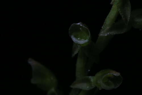 Image of Goodyera umbrosa by (c) Hugo Innes, some rights reserved (CC BY)