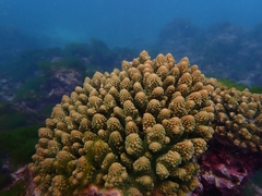 Acropora gemmifera