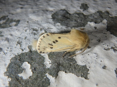 Dyspessa salicicola