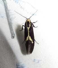 Polix coloradella