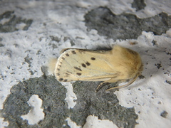 Dyspessa salicicola