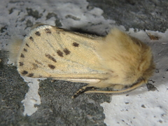 Dyspessa salicicola
