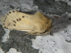 Dyspessa salicicola