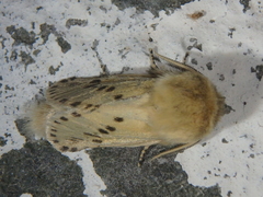 Dyspessa salicicola