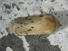 Dyspessa salicicola