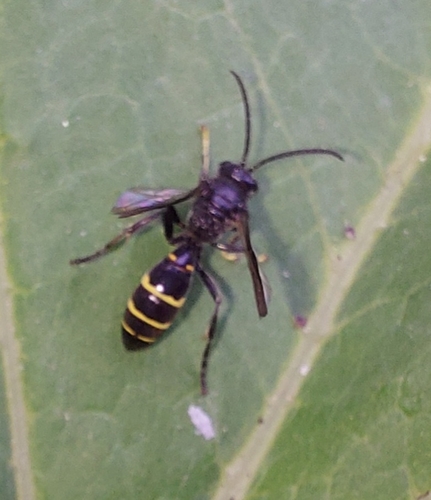 Photo of Two-girdled Digger Wasp (Argogorytes mystaceus)