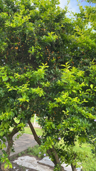 Duranta erecta