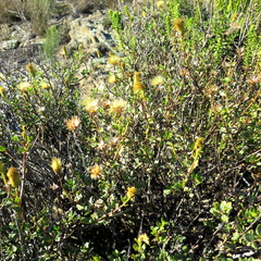Pegolettia baccaridifolia