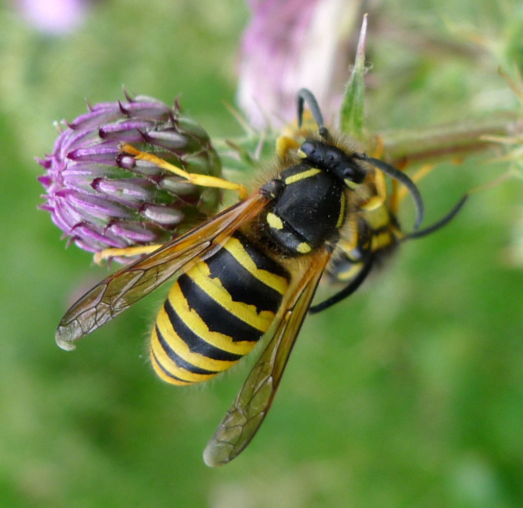 Tree Wasp