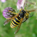 Dolichovespula sylvestris - Photo (c) gailhampshire,  זכויות יוצרים חלקיות (CC BY)