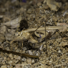 Arethaea brevicauda