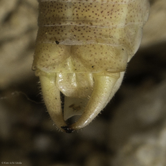 Arethaea brevicauda