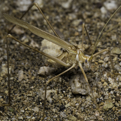 Arethaea brevicauda