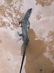 Varanus scalaris