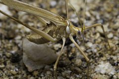 Arethaea brevicauda
