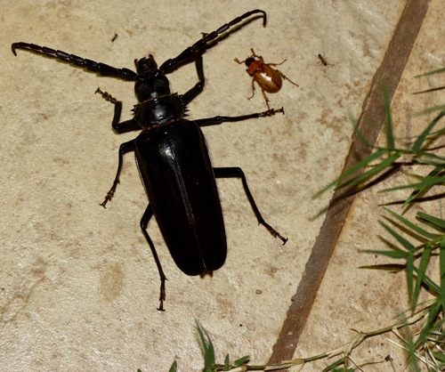 Palo Verde Root Borer photo 4