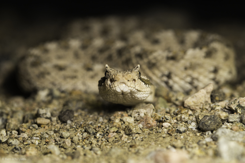 Sidewinder