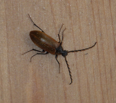 Pseudocistela ceramboides