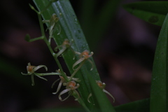 Liparis bracteata