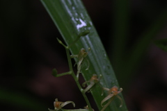 Liparis bracteata