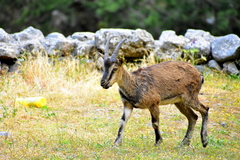 Capra hircus cretica