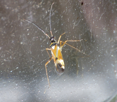 Cyllecoris histrionius