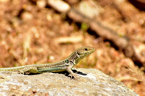 Cretan Wall Lizard, photo 9 of 9