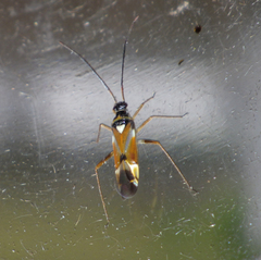 Cyllecoris histrionius