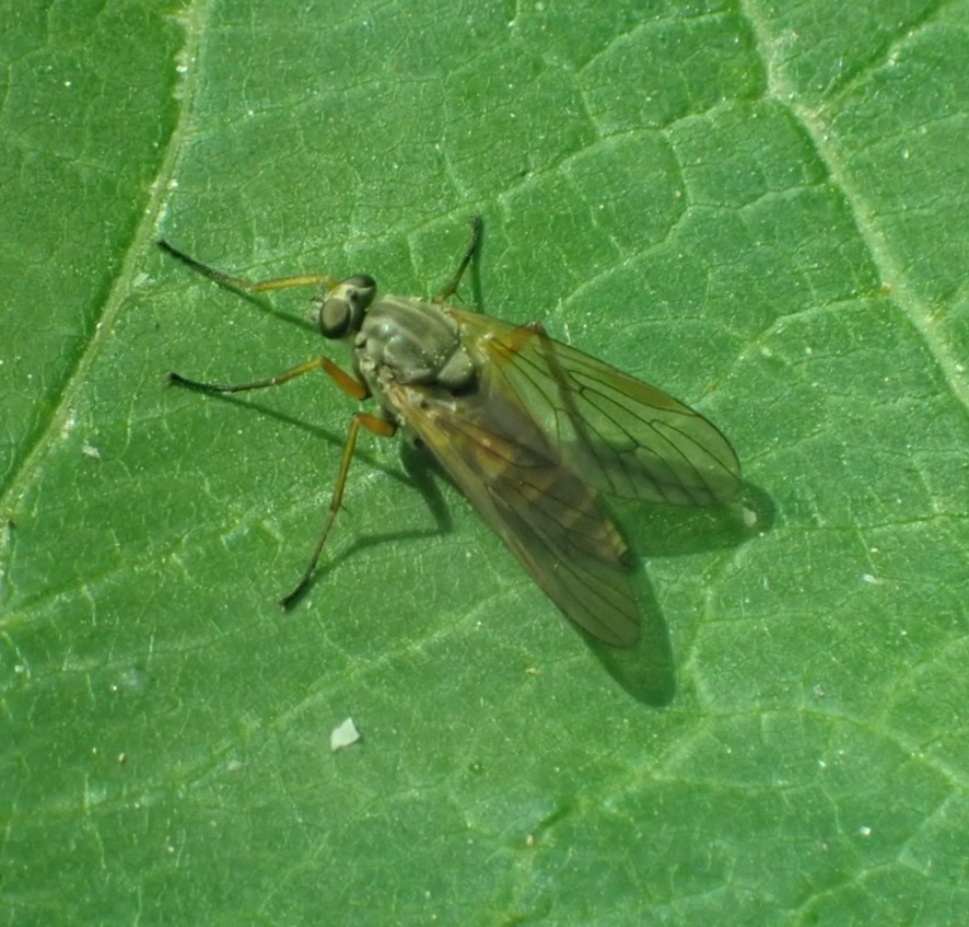 Wood Snipefly