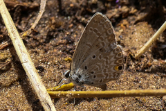Lepidochrysops plebeia